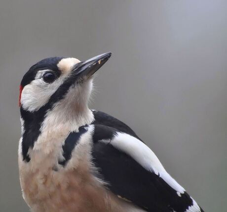 close-up Grote Bonte Specht