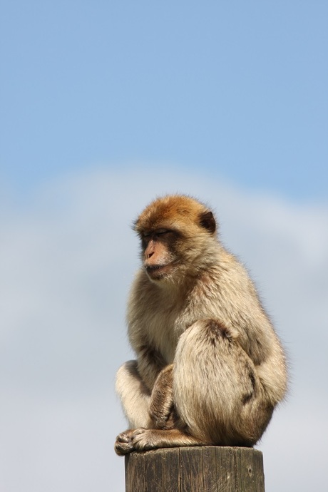 Meditating monkey