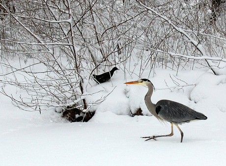 Reiger en meerkoet in de sneeuw