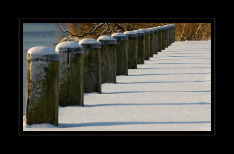 Winter Oostvaardersplassen