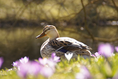 in het lente zonnetje