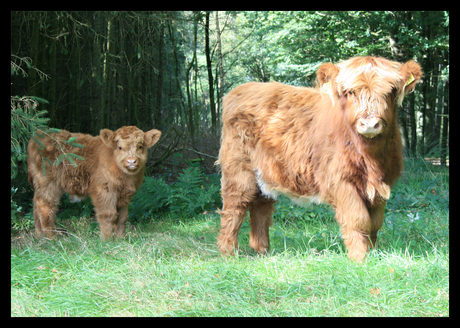 Schotse Hooglander