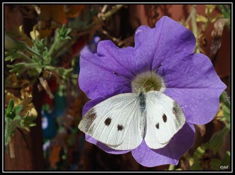 Pieris brassicae