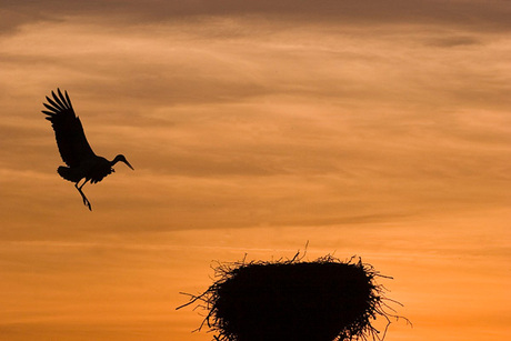 Ooievaar landt op nest