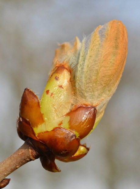 uitlopend kastanjeblad