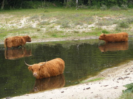 Schotse hooglanders