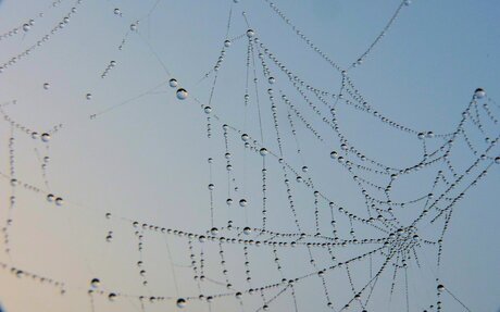 Ochtenddauw op spinnenweb.