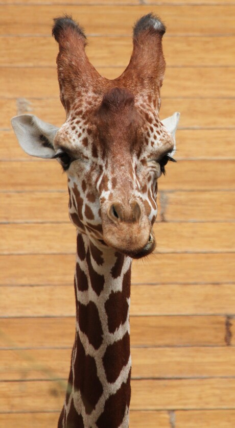 giraffe