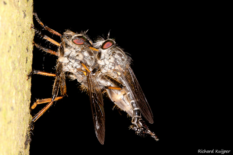 Zuidelijke bosrandroofvlieg (Neoitamus socius)