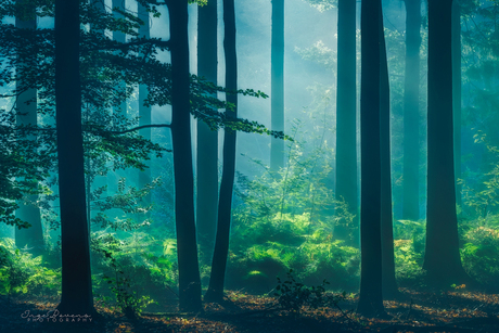 Underwater Woodland.