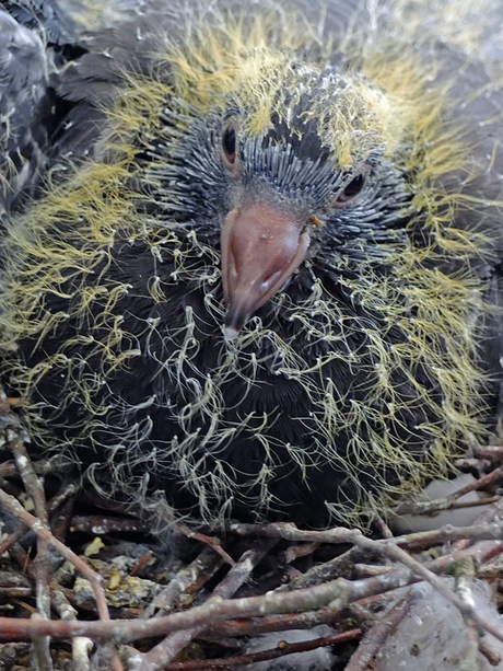 An alien has landed on my balcony