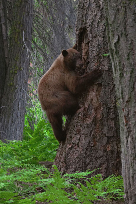 Black Bear in Sequoia NP