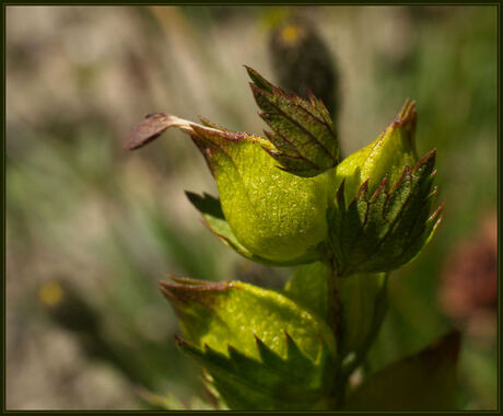 Macro in de Alpen #1