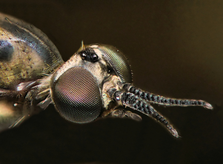 Een portret van een mug