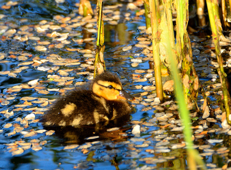 Sweet Duckling 2