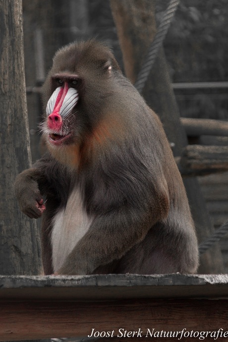 Mandril with a red nose