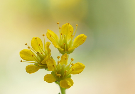 Draba