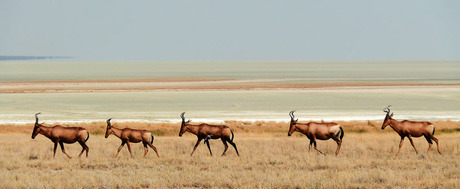 Red Hartebeest