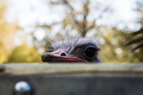 Nieuwsgierige Struisvogel