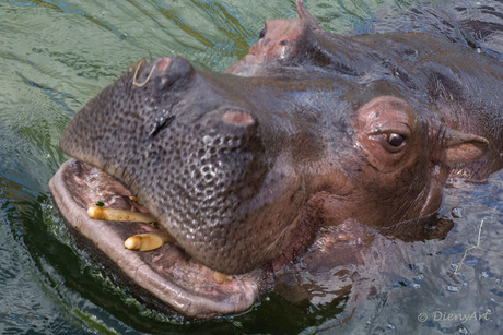 nijlpaard wildlands