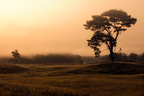 ochtend op de heide