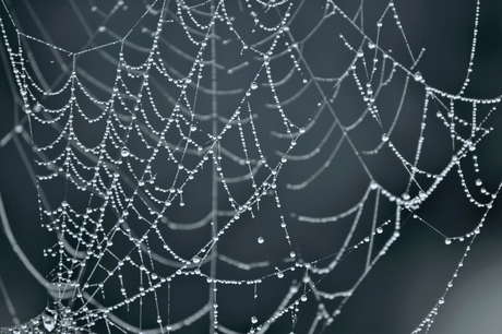 spinnenweb2