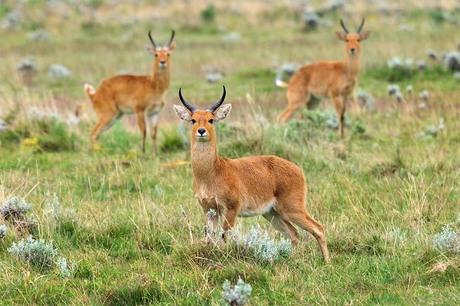 Bale Mountains