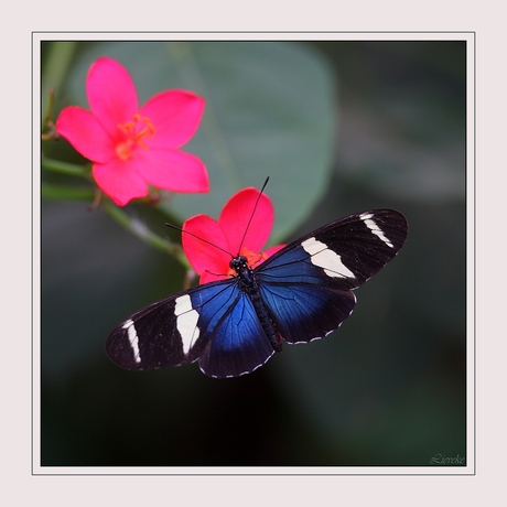 Heliconius sara