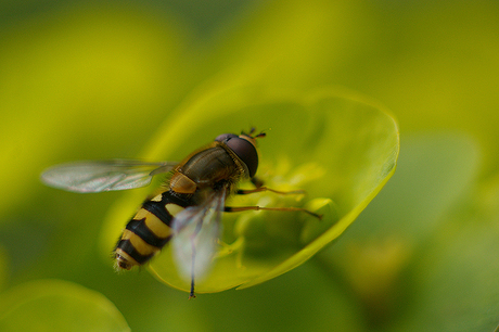 Zweefvlieg op een bloemetje