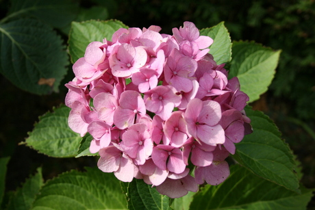 Hortensia in de zon