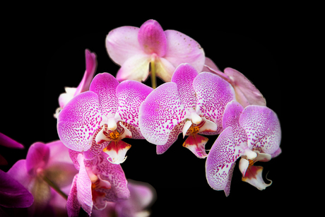 Orchidee