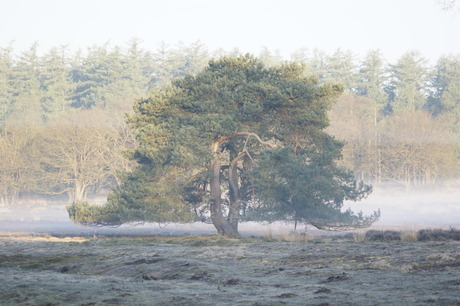 Boom in de mist