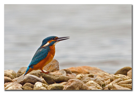 The King Fisher