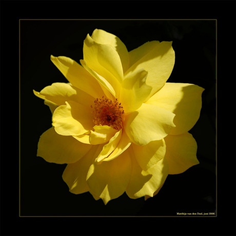 Yellow Rose