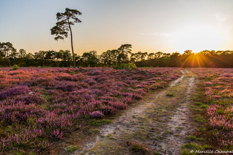 Zonsondergang Strijbeekse heide