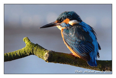 Kingfisher (ijsvogel) in de sneeuw