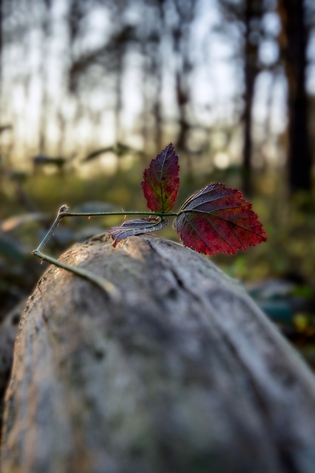 Red Leaves