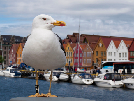 Bergen