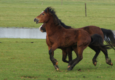 Rennende paarden