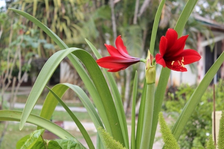 Amaryllis in Taman wisata mekar sari