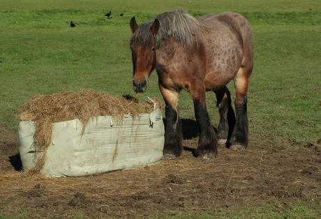 Paard