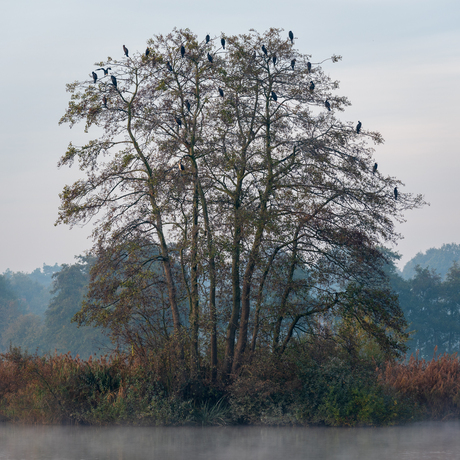 Vogelboom