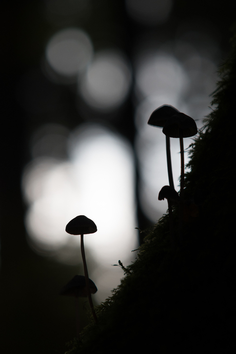 Paddestoelen in het bos