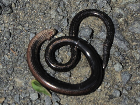 Hazelworm