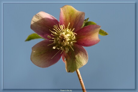 Flower in the sky