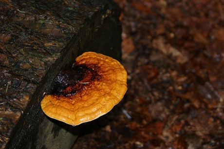 Tondelzwam?? in al zijn schoonheid