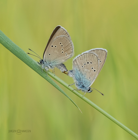 Mating.