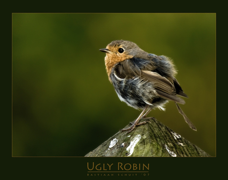Ugly Robin