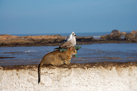 dieren in een Marokkaanse havenstad