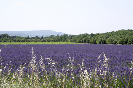 Heerlijk in de Provence